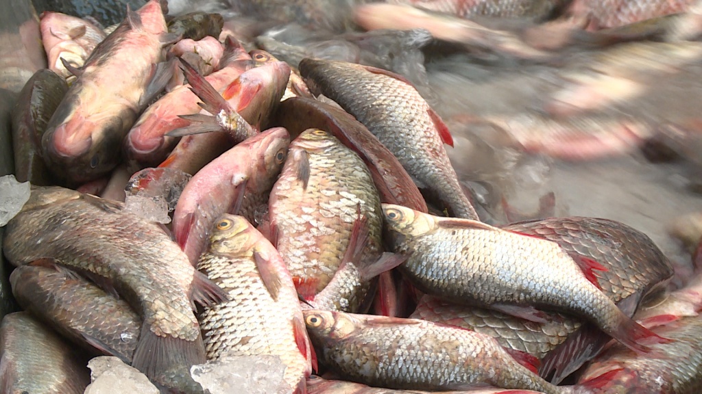 Учёные рассказали, что усугубляет нерест рыбы в Астраханской области