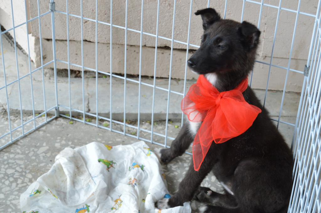 В Гордуме Астрахани предлагают увеличить финансирование на отлов бездомных собак
