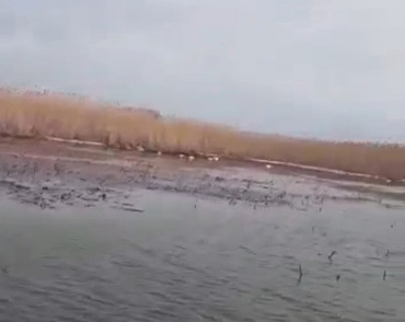 Россельхознадзор назвал причину массовой гибели лебедей под Астраханью