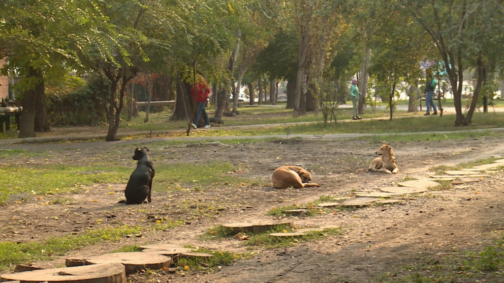 Вопрос с бродячими собаками продолжает оставаться острым в Астрахани