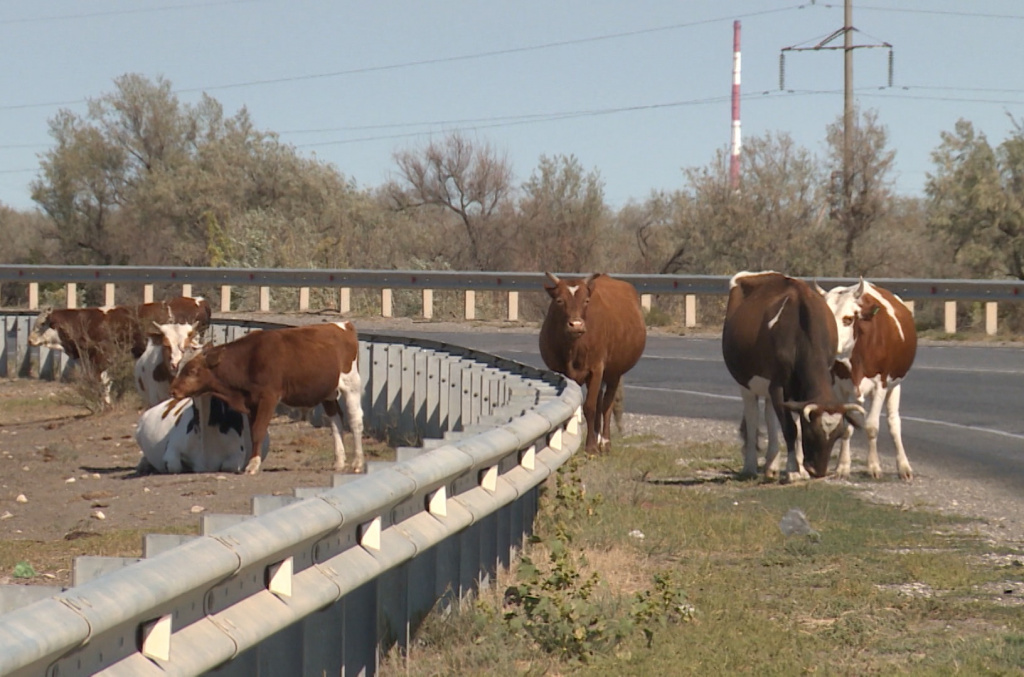 Бесконтрольный выпас скота всё чаще становится причиной ДТП в Астраханской области