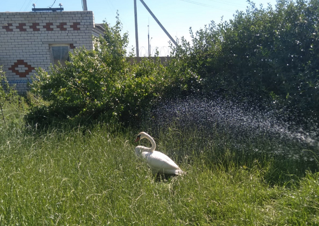 В Астраханской области на озере Баскунчак спасли лебедей