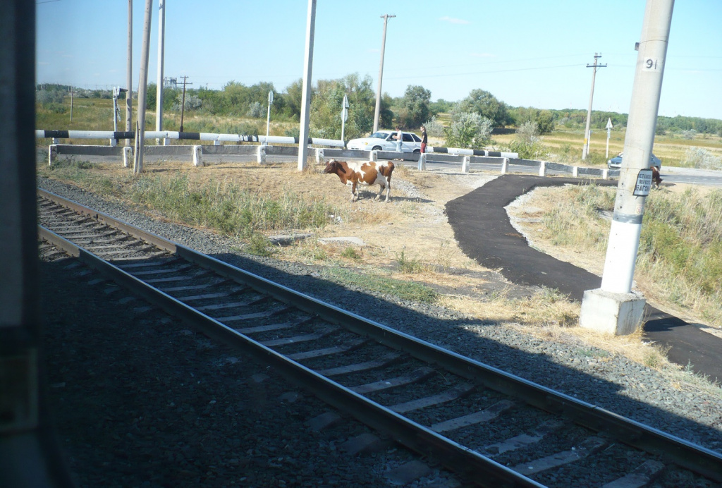 В Астраханской области за 2021 год произошло 107 столкновений поездов со скотом