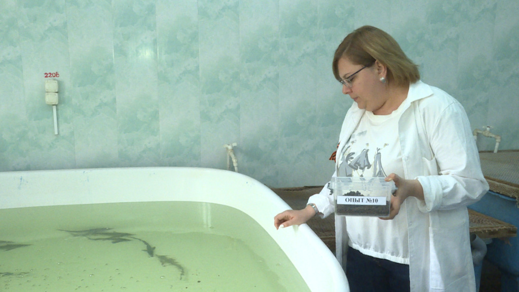 В Астрахани учёные разработали инновационный корм для рыб осетровых пород