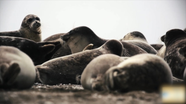 Как в Астраханской области сохраняют каспийского тюленя