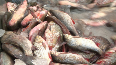 За несколько часов работы ярмарки в Астрахани продали более 28 тонн рыбы