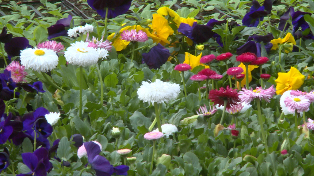 Астраханский питомник представил широкий выбор цветов для дачников и садоводов