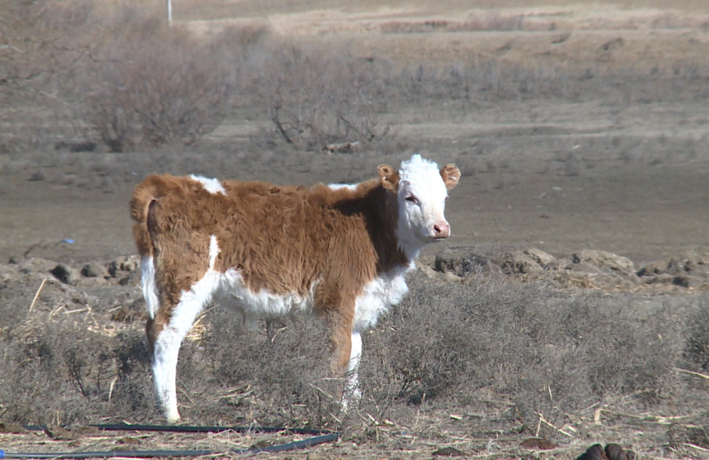 Астраханский фермер ожидает прирост поголовья коров благодаря господдержке