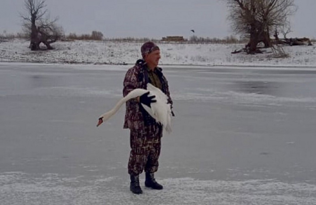 В Астраханской области инспекторы спасли лебедя со сломанным крылом