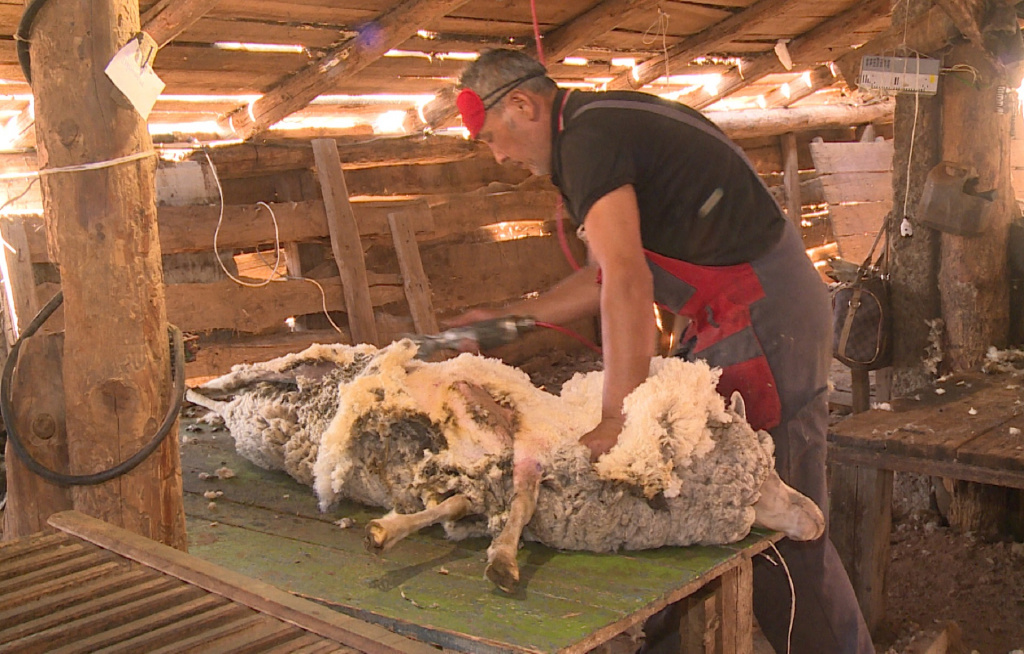 Астраханский фермер готов поставлять на рынок первоклассную овечью шерсть