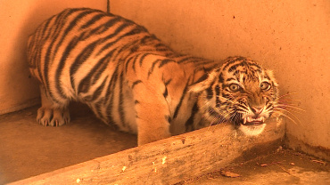 В Астрахани откроется филиал зоопарка «Баба Фрося»