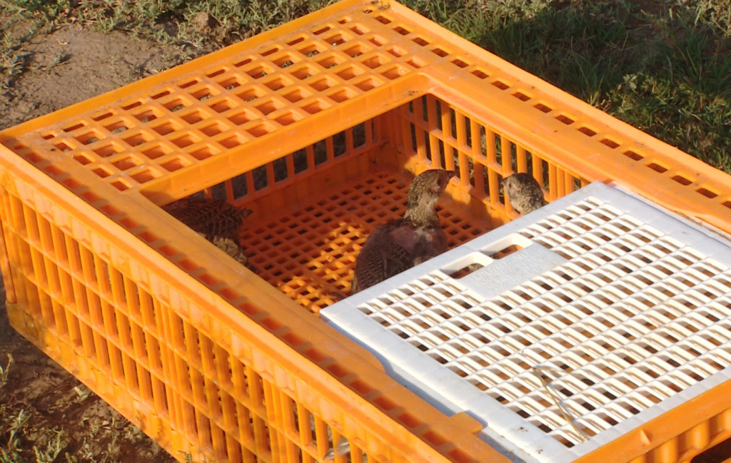 В Астраханской области в дикую природу выпустили более 300 птенцов фазана 