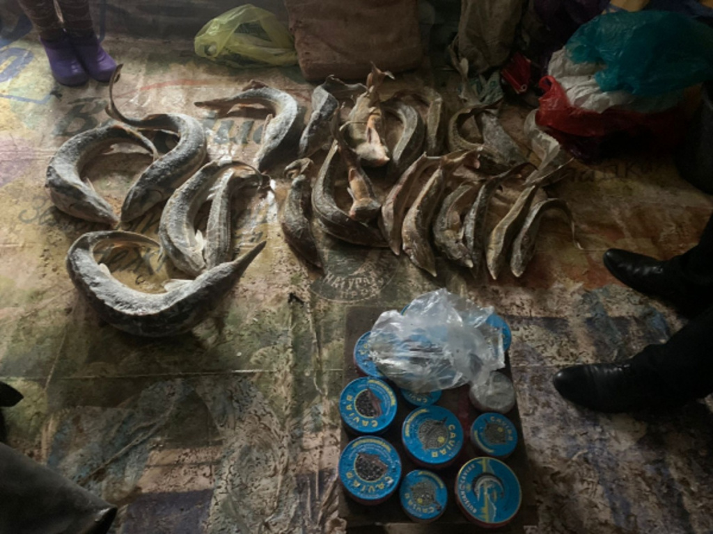 Под Астраханью у мужчины изъяли более 28 кг осетров, чёрную икру и наркотики