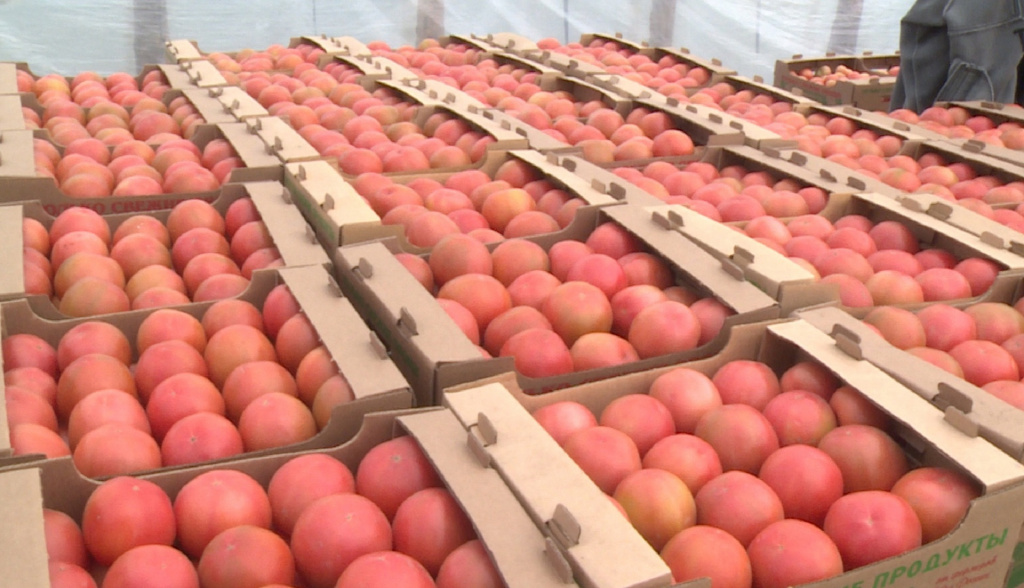 В Астраханской области обнаружили 47 тонн заражённых томатов из Азербайджана