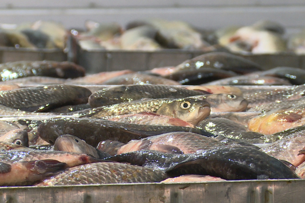 Промышленная рыбалка в Астраханской области подходит к завершению