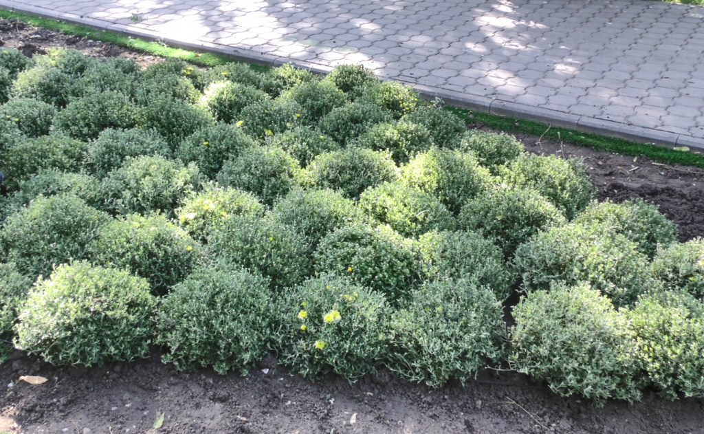 В парках и скверах Астрахани высадят порядка тысячи хризантем