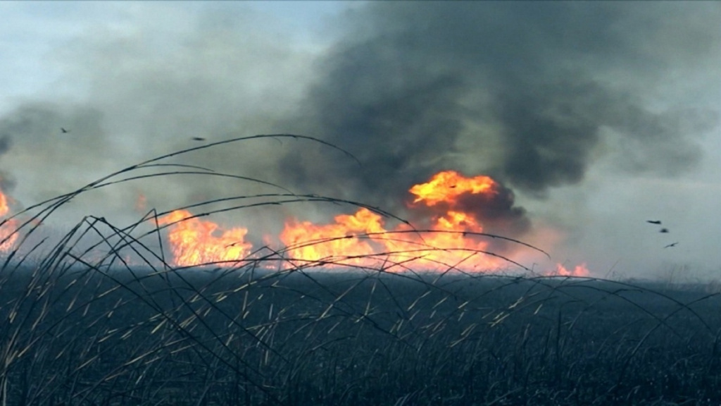В Астрахани ожидается запах гари из-за возгорания камыша и сухой травы