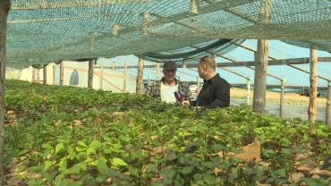 Астраханский фермер продолжает эксперименты с выращиванием экзотических овощей