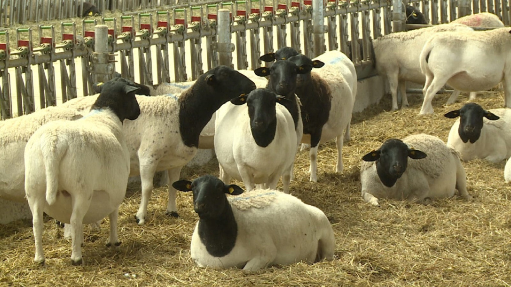 Во Владимирской области распространяется оспа овец и коз - новости Владимирской области