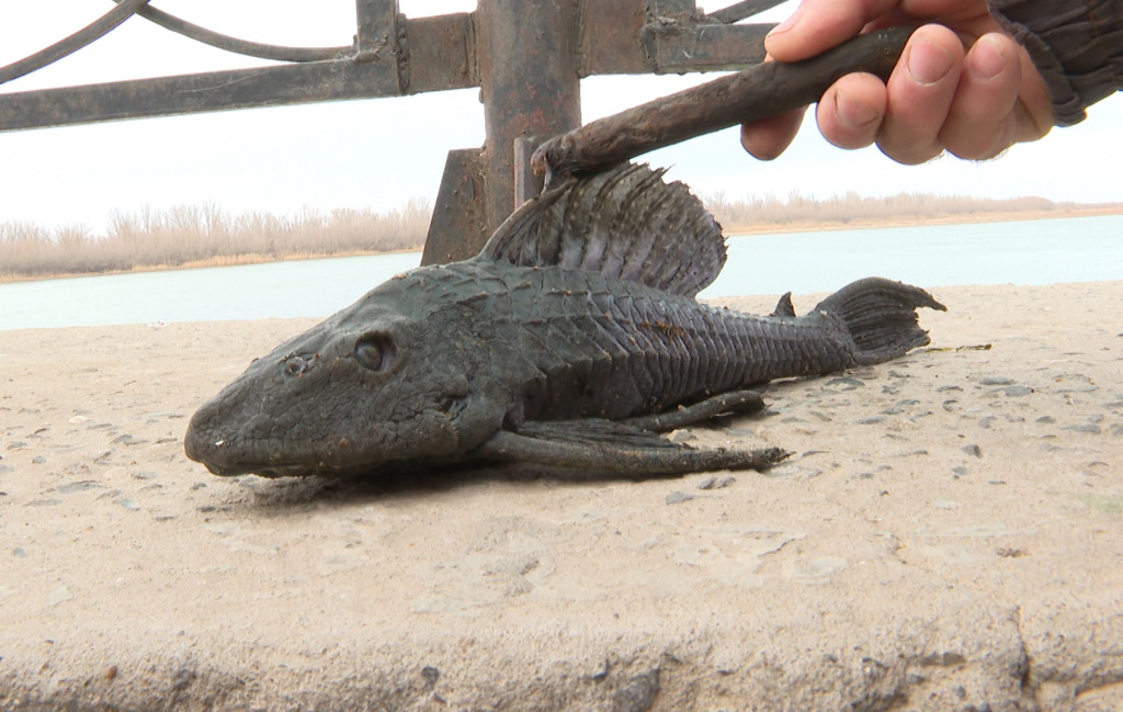 На Комсомольской набережной астраханец поймал “бронированную” рыбу