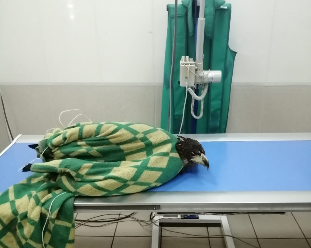 В Астраханской области спасли молодого орлана-белохвоста с ушибом крыла