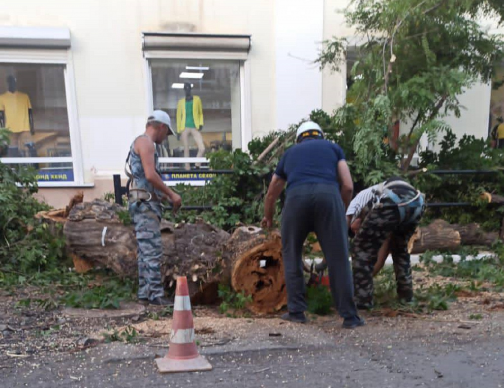 В Астрахани на улице Кирова запланировали высадку новых сортов деревьев 