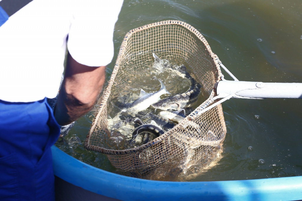 Астраханское рыбоводное предприятие восполняет запасы осетровых