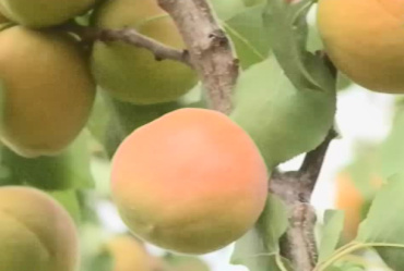 В Астрахани в саду госуниверситета завершился сбор абрикосов