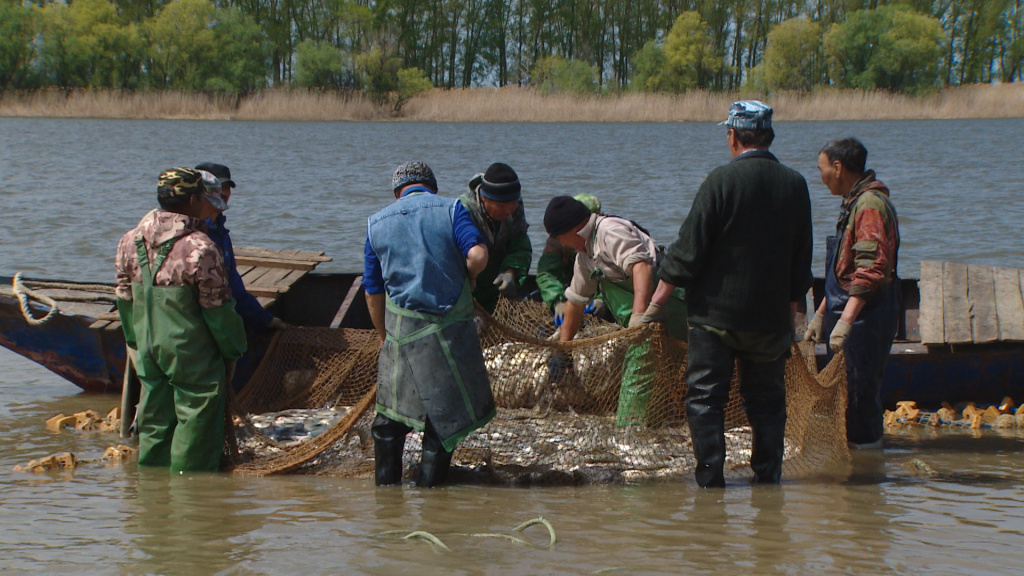 Астраханские промышленные рыбаки отмечают низкие показатели по лову воблы