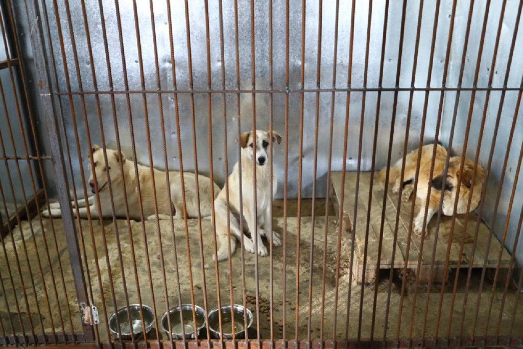 В Ахтубинском районе построят приют для бездомных собак за 30 млн рублей