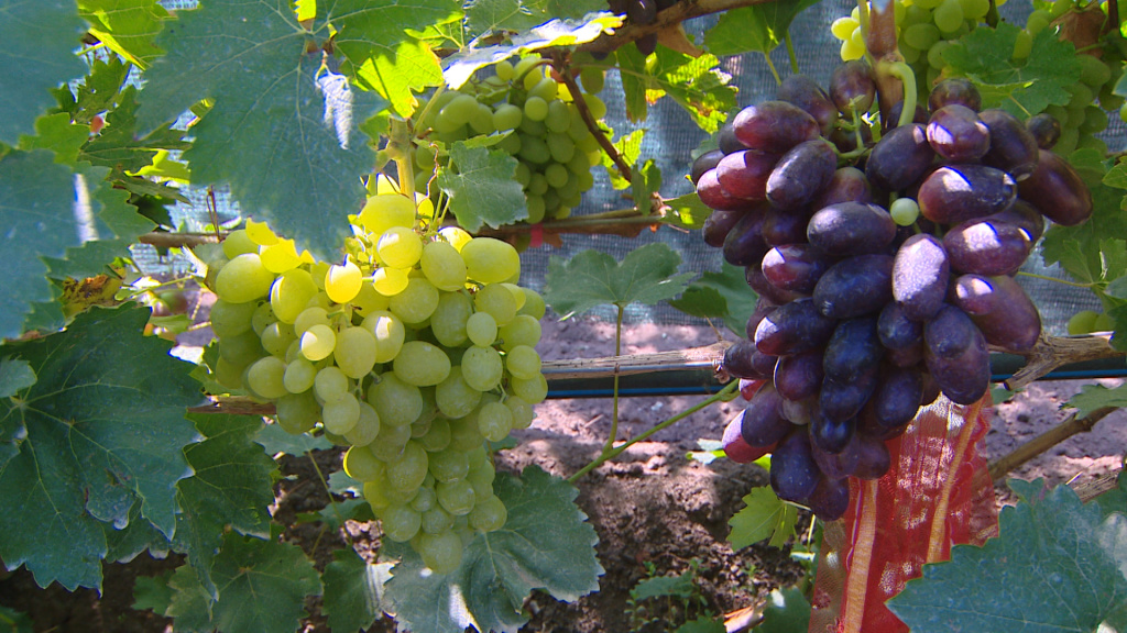 Астраханец выращивает 125 сортов винограда