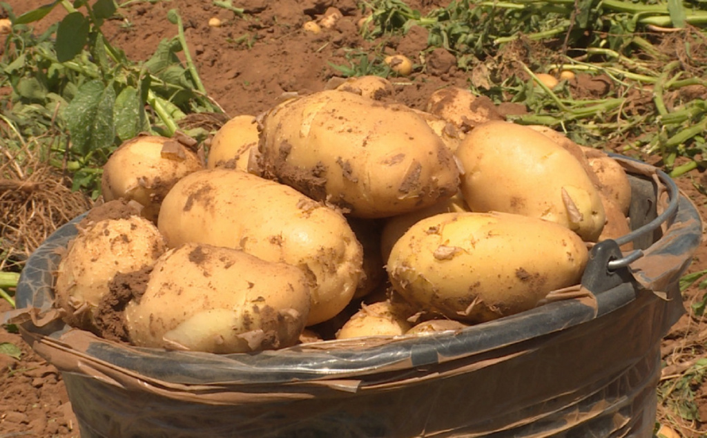 В Астраханской области увеличат объёмы производства картофеля для фри и чипсов
