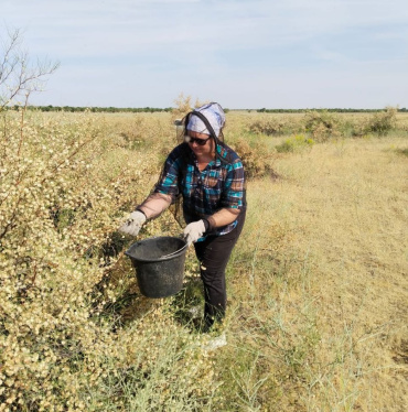 В Астраханской области для борьбы с опустыниванием заготовили 820 кг семян вяза и джузгуна