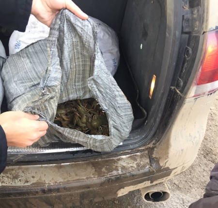 В Астраханской области полицейские задержали автомобиль с 45 кг живых раков