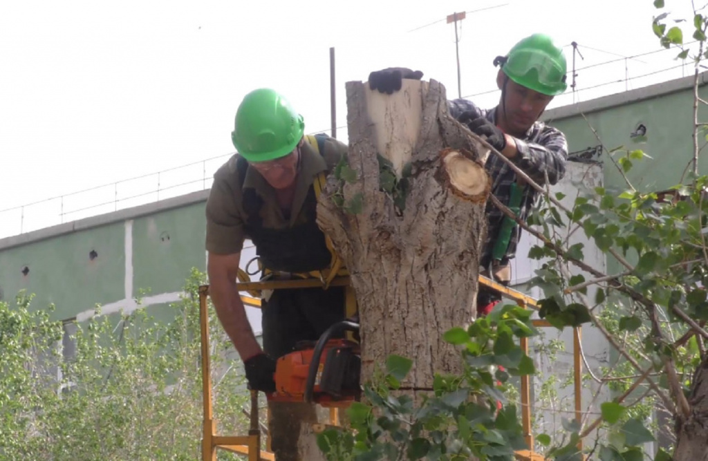 В Астрахани за 2021 год спилили более 5 тысяч аварийных деревьев