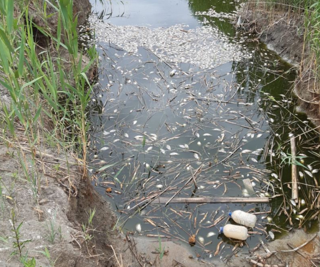 В Астраханской области произошёл замор рыбы