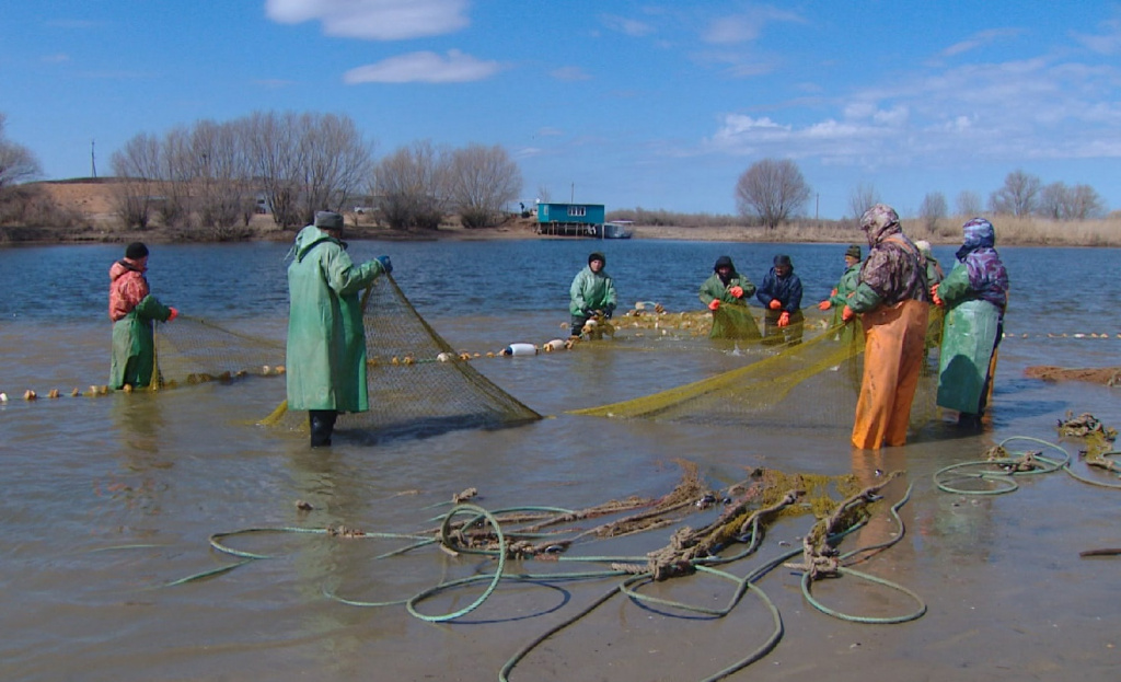 В Астраханской области в рамках путины начали переработку первых тонн рыбы 