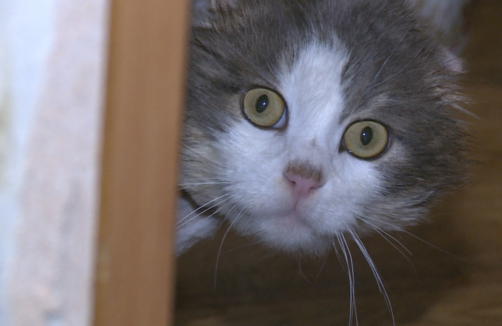 Астраханка организовала домашний приют для кошек, оказавшихся на улице