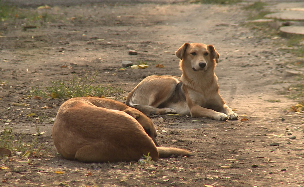 Более 3000 тысяч астраханцев пострадали от нападения бездомных собак