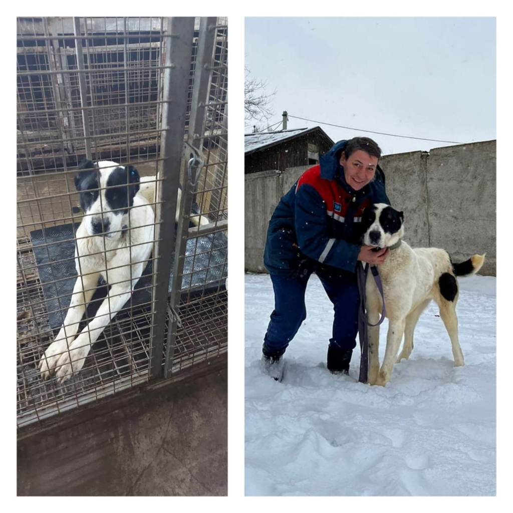 382 собаки из «Экоприюта» в Астрахани обрели новых хозяев