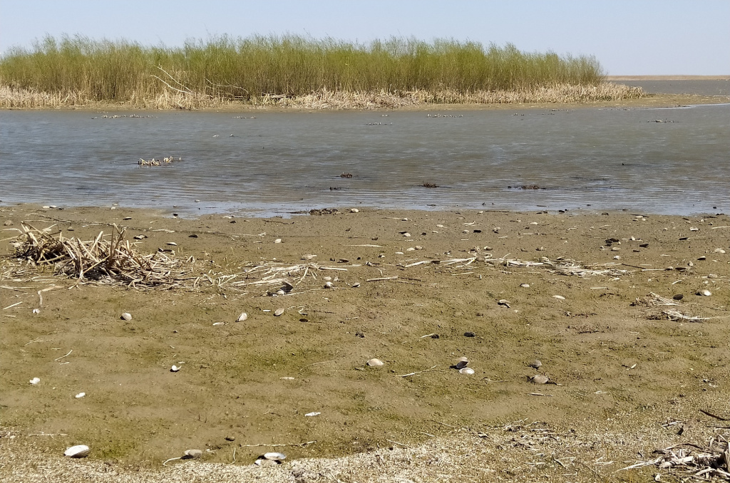 Опасный для дельты Волги вид моллюсков обнаружили в Астраханской области