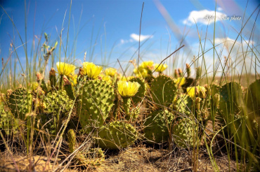 В Астраханской области зацвёл дикий мексиканский кактус