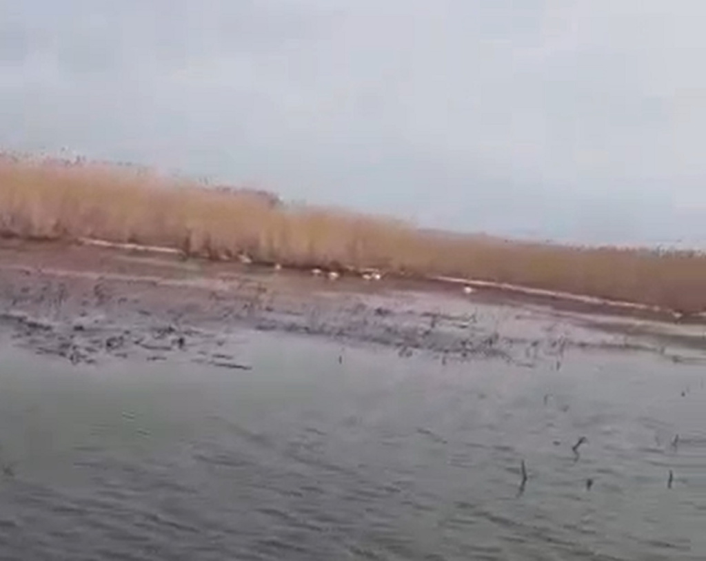 Под Астраханью проведут обследования на месте массовой гибели лебедей