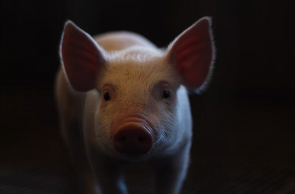 В Астраханской области выявили два новых очага африканской чумы свиней