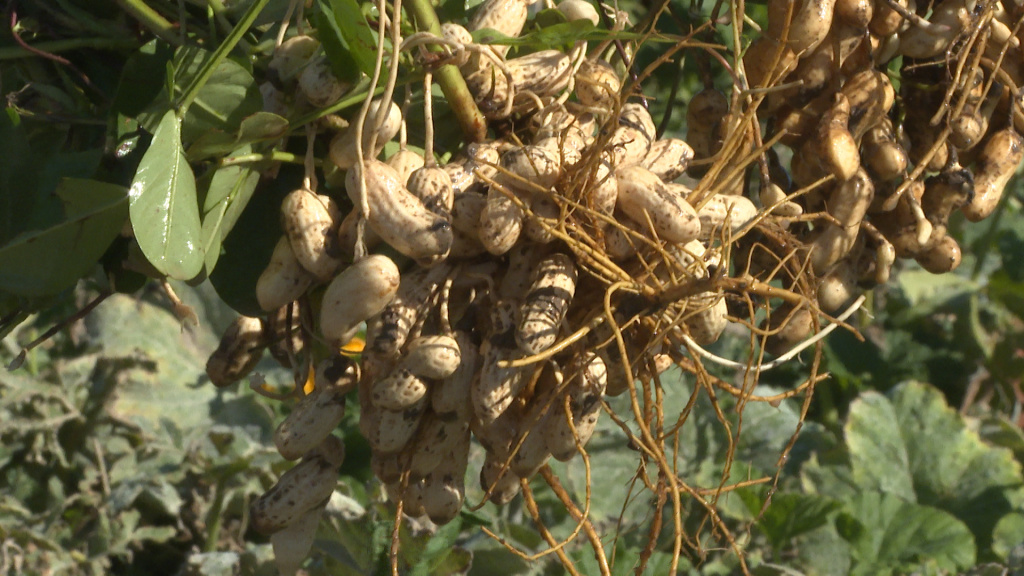 В Астраханской области выводят три новых сорта арахиса