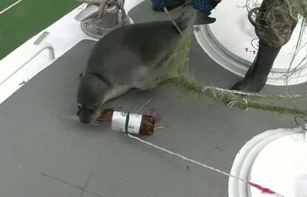 В Астрахани пограничники в Каспийском море спасли более 200 осетров и тюленя