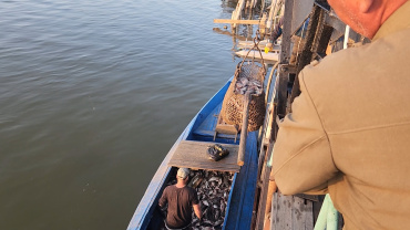 Астраханские пограничники выявили более 440 тонн незаконно добытой рыбы