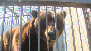 Астраханцы могут подарить медведю Потапу на 15-летие просторный вольер