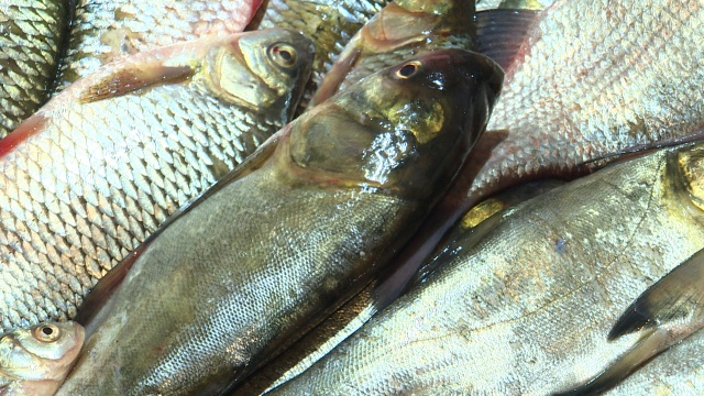 Какие рыбы в астраханской области. Астраханская рыба. Разновидность Астраханской рыбы. Рыбы Астрахани названия. Наименование Астраханской рыбы.