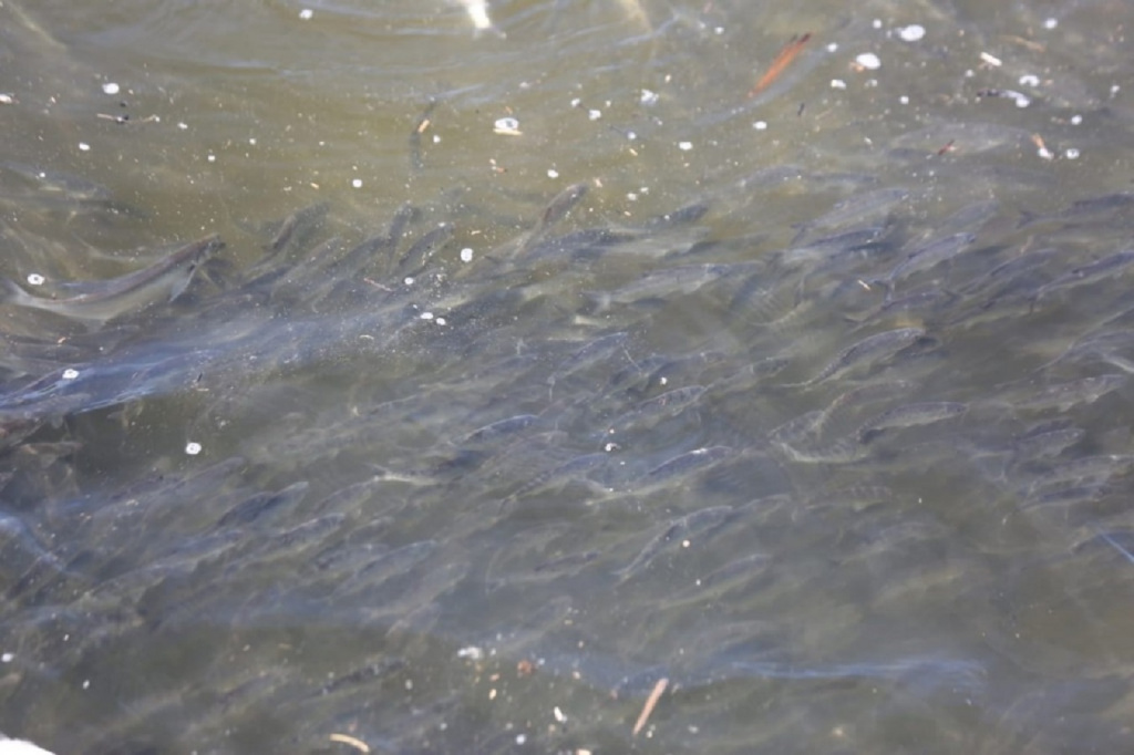 Факт замора рыбы в ерике Перекатный в Астрахани опровергли